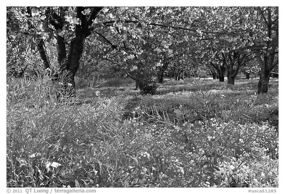 Fruit trees in bloom, Sunnyvale. California, USA