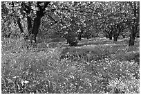 Fruit trees in bloom, Sunnyvale. California, USA (black and white)