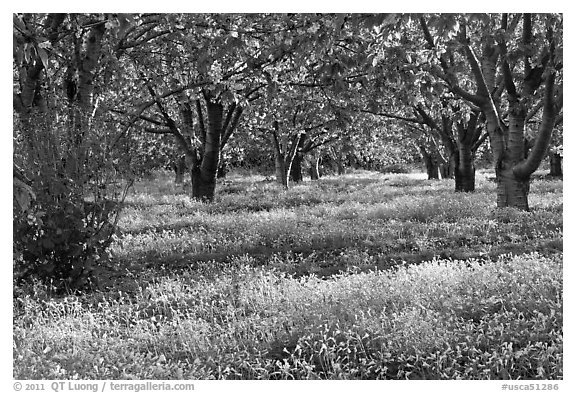 Fruit orchard in spring, Sunnyvale. California, USA (black and white)