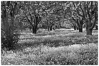 Fruit orchard in spring, Sunnyvale. California, USA (black and white)