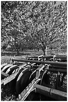 Plower and orchard, Sunnyvale. California, USA ( black and white)