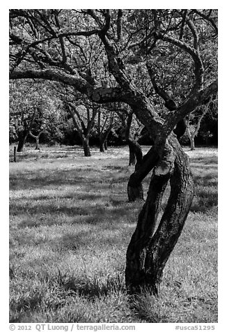 Fruit Orchard, John Muir National Historic Site. Martinez, California, USA (black and white)