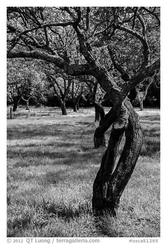 Fruit Orchard, John Muir National Historic Site. Martinez, California, USA