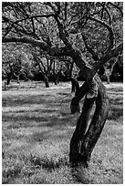 Fruit Orchard, John Muir National Historic Site. Martinez, California, USA (black and white)