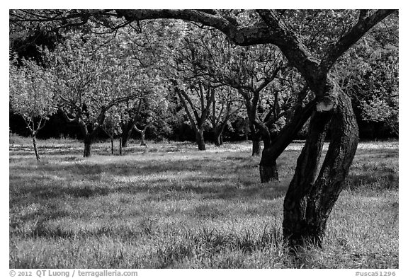 John Muir family farm orchard, John Muir National Historic Site. Martinez, California, USA (black and white)