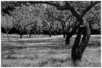 John Muir family farm orchard, John Muir National Historic Site. Martinez, California, USA (black and white)