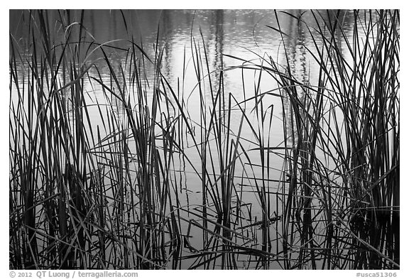 Reeds and pond, Garin Regional Park. California, USA (black and white)