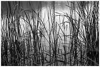 Reeds and pond, Garin Regional Park. California, USA (black and white)