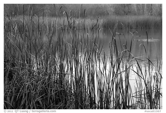 Reeds, Jordan Pond, Garin Regional Park. California, USA (black and white)