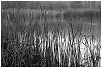 Reeds, Jordan Pond, Garin Regional Park. California, USA (black and white)
