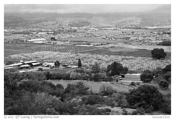 Orchards, fields, and houses from above, Morgan Hill. California, USA (black and white)