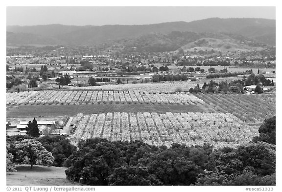 Orchards in bloom and South Valley from above, Morgan Hill. California, USA (black and white)
