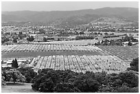 Orchards in bloom and South Valley from above, Morgan Hill. California, USA (black and white)