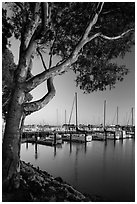 Municipal marina, Vallejo. San Pablo Bay, California, USA (black and white)