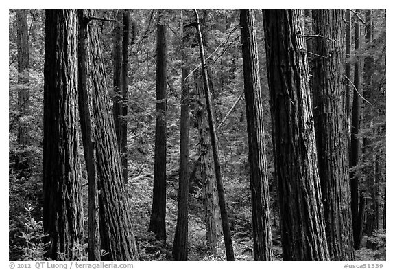 Redwood forest on hillside. Muir Woods National Monument, California, USA (black and white)