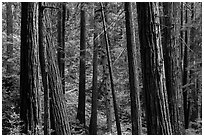 Redwood forest on hillside. Muir Woods National Monument, California, USA (black and white)