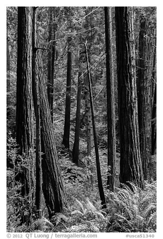 Redwood trees on hillside. Muir Woods National Monument, California, USA (black and white)