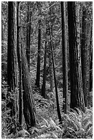 Redwood trees on hillside. Muir Woods National Monument, California, USA (black and white)