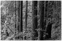 Grove of redwood trees. Muir Woods National Monument, California, USA (black and white)