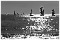 Sailboats and glimmer. Santa Cruz, California, USA (black and white)