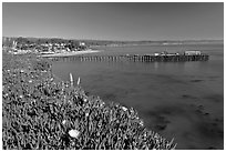 Iceplant-coverd buff and pier. Capitola, California, USA ( black and white)