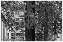 Redwood trees and campus buidling, University of California. Santa Cruz, California, USA (black and white)