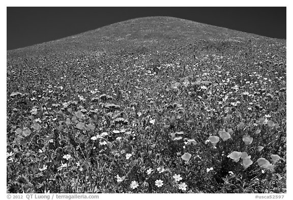 Multicolored flowers and hill, Gorman Hills. California, USA (black and white)