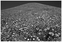 Multicolored flowers and hill, Gorman Hills. California, USA ( black and white)