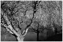 Pond and willows in autumn, Ed Levin County Park. California, USA (black and white)