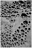 Taffoni rock with holes filled by pebbles, Bean Hollow State Beach. San Mateo County, California, USA (black and white)