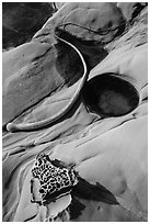 Taffoni and kelp, Bean Hollow State Beach. San Mateo County, California, USA (black and white)