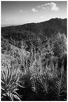 Pride of Madeira (Echium candicans) above valley and redwood forest. Muir Woods National Monument, California, USA ( black and white)