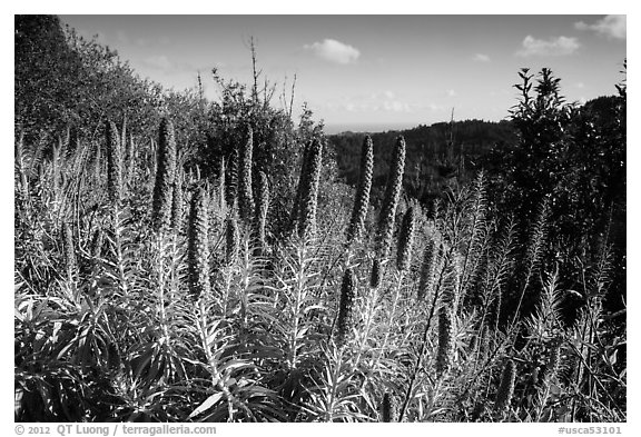 Pride of Madeira and view over forest and Ocean from top of ridge. Muir Woods National Monument, California, USA (black and white)