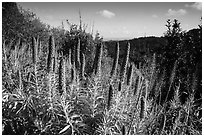 Pride of Madeira and view over forest and Ocean from top of ridge. Muir Woods National Monument, California, USA ( black and white)