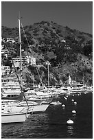 Yachts, Avalon harbor, Catalina Island. California, USA ( black and white)