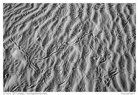 Ripples and animal tracks on dunes. Mojave National Preserve, California, USA (black and white)