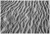 Ripples and animal tracks on dunes. Mojave National Preserve, California, USA (black and white)