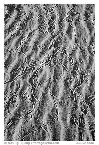 Close-up of sand ripples with animal tracks. Mojave National Preserve, California, USA (black and white)