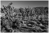 Joshua trees in bloom. Mojave National Preserve, California, USA ( black and white)