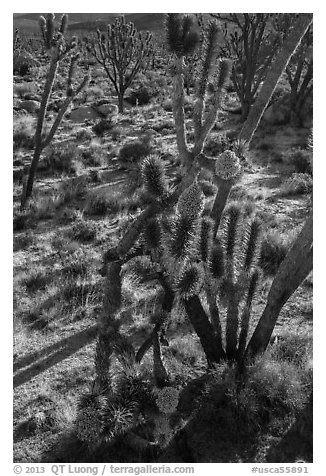 Backlit joshua tree forest with blooms. Mojave National Preserve, California, USA (black and white)