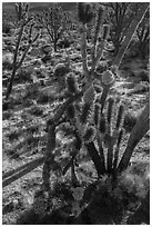 Backlit joshua tree forest with blooms. Mojave National Preserve, California, USA (black and white)