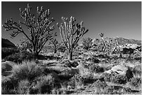Joshua trees and Teutonia Peak. Mojave National Preserve, California, USA ( black and white)