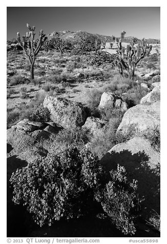 Rocks, Joshua Trees, and Teutonia Peak. Mojave National Preserve, California, USA