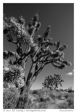Blooming Joshua Trees. Mojave National Preserve, California, USA (black and white)