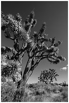 Blooming Joshua Trees. Mojave National Preserve, California, USA (black and white)