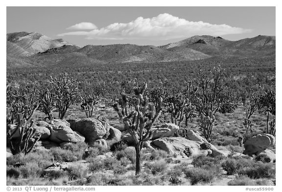 Joshua tree forest, Cima Dome. Mojave National Preserve, California, USA (black and white)