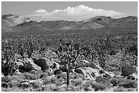 Joshua tree forest, Cima Dome. Mojave National Preserve, California, USA ( black and white)