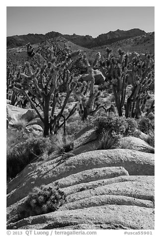 Cactus in bloom, Joshua Trees, and desert mountains. Mojave National Preserve, California, USA