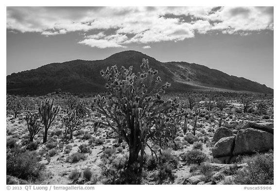 Joshua trees, Cima Dome. Mojave National Preserve, California, USA