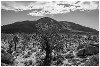 Joshua trees, Cima Dome. Mojave National Preserve, California, USA (black and white)